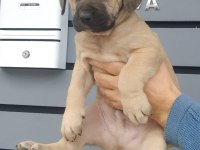 A Kaliteli Presa Canario Yavrular