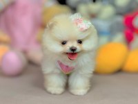 Pomeranian Boo Ayıcık Surat