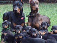 KING DOBERMAN YAVRULARI