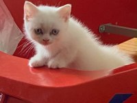 BAKMADAN GEÇMEYİN YAVRU KEDİLERE