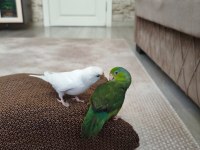 Forpus Erkek Papağanım Gözüm Gibi Baktığım
