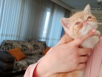 Exotic Shorthair Burun, Şov Kalite
