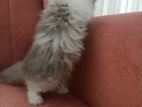 British longhair bicolor erkek