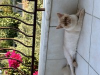 İRAN KEDİMİ SAHİPLENDİRİYORUM