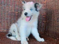 A kalite border collie yavrular