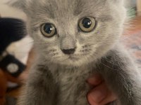 Scottish fold kedimizin yavruları