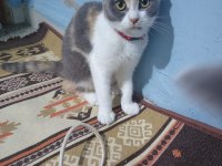 Scottish fold 8 aylık