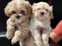 Ankaranın en seçkin maltipoo yavruları petmode den