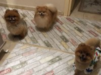 Pomeranian Boo Ayı Surat Yavrularımız