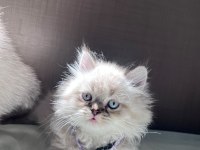 British Longhair 2 Aylık Erkek