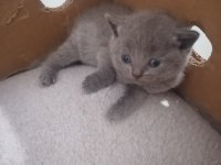 british shorthair