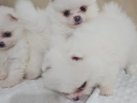 Snow White Pomeranian Boo Dişi Ve Erkekler