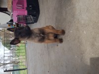 Malinois köpeğimiz