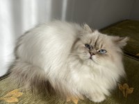 British longhair lynx point dişi