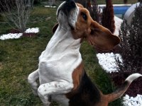 2 yaşında beagle