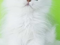 British longhair 2 aylık