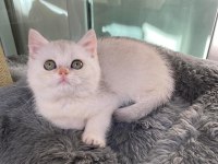 SİLVER British shorthair cinsi yavrumuza yuva arıyoruz