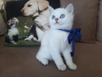 Yavrumu sahiplendiriyorum british shorthair