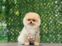 SEVİMLİ POMERANİAN BOO YAVRULARI