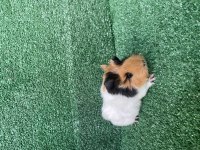Guinepig yavruları İSTANBUL