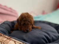 Red poodle yavrularımız