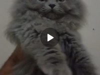 BRİTİSH LONGHAİR YAVRU KEDİLER