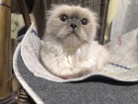 2 yaşında scottish fold