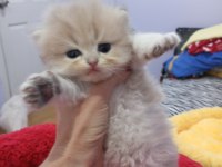 Ay11 By12 Ny11 safkan Golden yavrular Catteryden