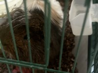 Safkan temiz sakin guinea pig