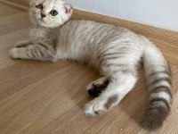 MERSİN SCOTTİSH FOLD BEYAZ/GRİ YAVRULAR