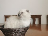 2 aylık british longhair yavrular