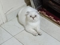 Son yavrumuz scottish straight lynx point
