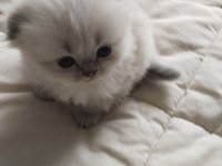 Mavi gözlü british longhair bebekler