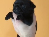 Dişi pug