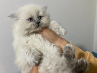 Bluepoint 2 aylık yavrular british longhair