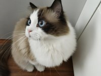 Hazır Ragdoll Erkek 2 Yaşında