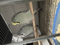 Hazır jumbo muhabbet kuşu takımlar bakma değer