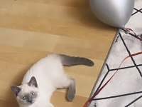 1 yaşında blue point british shorthair