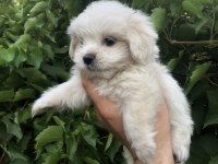 Son Kalan Birinci Sınıf Maltese Terrier Yavrumuz