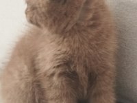Cinnemon safkan british shorthair
