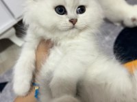 Güzel british longhair bebekler