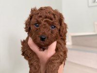 Red Brown Poodle Yavrular