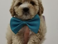 Maltipoo Adrese Teslim, Kapıda Ödeme Yapabilirsiniz