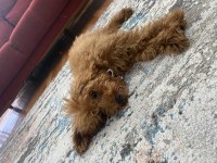 TOY POODLE 4 AYLIK 17 PUAN