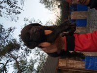 Çikolata, siyah ve şampanya labrador yavrular