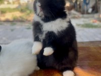 Cüce tavşan (netherland dwarf)