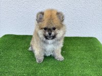 POMERANİAN BOO KÖPEKLERİ