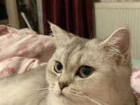 DİŞİ 5 YAŞ BRİTİSH KEDİSİ