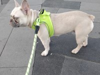 İsabella Carrier French Bulldog Kızımıza Sıcak Yuva Arıyoruz