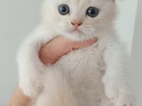 BAL SURATLI KEDİLERİM TESLİME HAZIR
